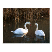 coeur de cygne carte postale