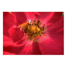 Coeur de l'ATC de rose Modèles De Cartes De Visite