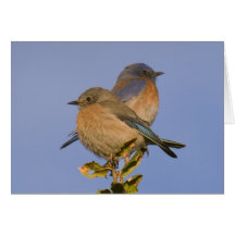 Coeur d'oiseau bleu cartes de vœux