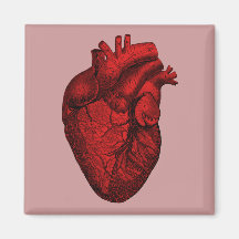 Coeur humain anatomique aimant