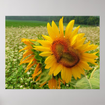 Coeur sauvage, tournesols, copies posters