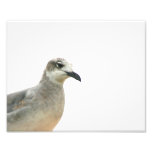 Coin gauche de mouette de cadre photographie d’art