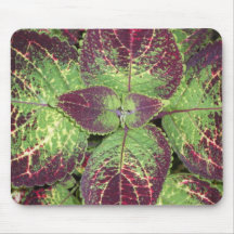 Coleus Tapis De Souris