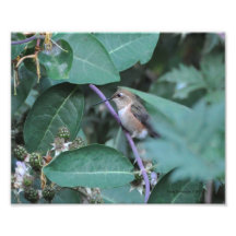 colibri 8X10 Photographes
