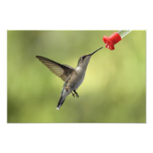 Colibri au conducteur impressions photo