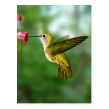 Colibri De Oro República Dominicana Carte Postale