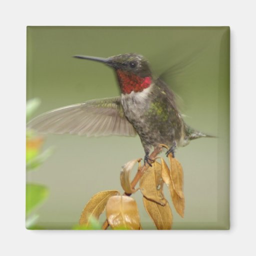 Colibri impressionnant aimants