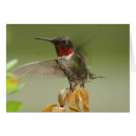 Colibri impressionnant carte de vœux