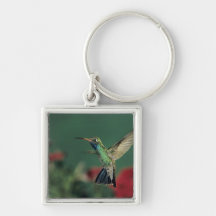 colibri Large-affiché, Cynanthus Porte-clé