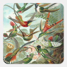 Colibri par l'autocollant carré de Haeckel