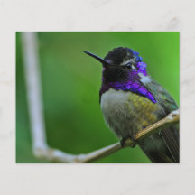 Colibri pourpre prospectus personnalisés
