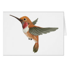 Colibri Rufous Carte De Vœux