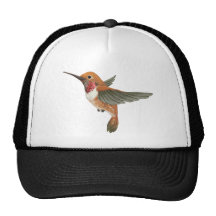 Colibri Rufous Casquettes