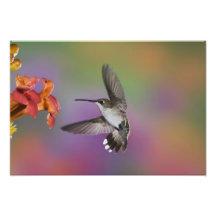 Colibri Throated rouge femelle en vol, 2 Photographie