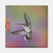 Colibri Throated rouge femelle en vol, 2 Magnets