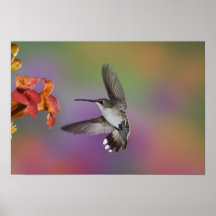 Colibri Throated rouge femelle en vol, 2 Posters
