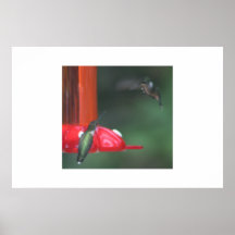 "COLIBRIS D'AMOUR FRATERNEL " POSTERS