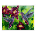 Colibris et carte postale de Lillies