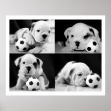 Collage anglais de bouledogue "de chiots du footba posters