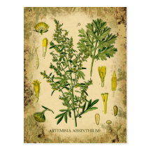 Collage botanique d'absinthe carte postale