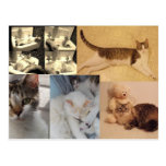 Collage de carte postale de chats cartes postales