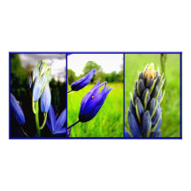 Collage Photocard de Camas Cartes De Vœux Avec Photo