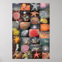 Collage sous-marin de créatures - copie de beaux-a posters
