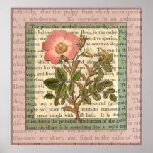 Collage vintage élégant d'antiquité de rose de ros posters