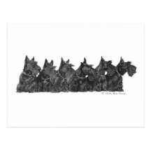 Collecte de Terrier d'écossais Carte Postale