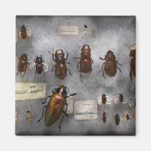 Collecteur d'insecte - la collection d'insecte aimant