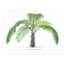 Collection de l'illustration III de palmier Cartes Postales