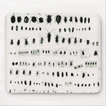 Collection de l'insecte de Darwin Tapis De Souris