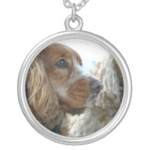 Collier anglais de cocker