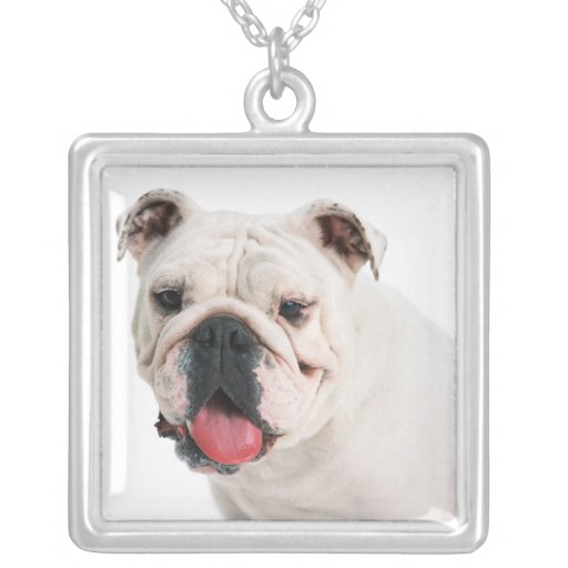 Collier de bouledogue