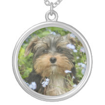 Collier de chien de York Terrier