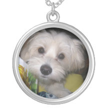 collier de chiot