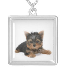Collier de chiot de Yorkshire Terrier
