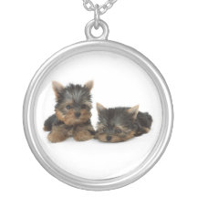 Collier de chiots de Yorkshire Terrier
