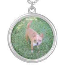 Collier de chiwawa
