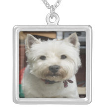 Collier de photographie d'animal familier