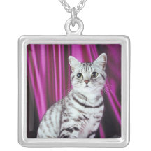 Collier de pure race mignon de chat