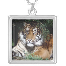 Collier de tigre
