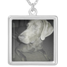 Collier de Weimaraner