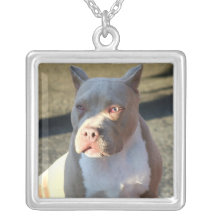 Collier du Staffordshire Terrier américain
