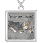 Collier mignon de chien