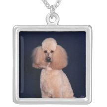 Collier mignon de chiot de chien