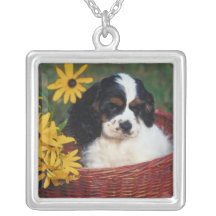 Collier mignon de chiot de chien