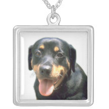Collier mignon de chiot de chien