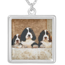 Collier mignon de chiot de chien