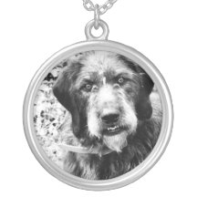 Collier noir et blanc de Weimaraner